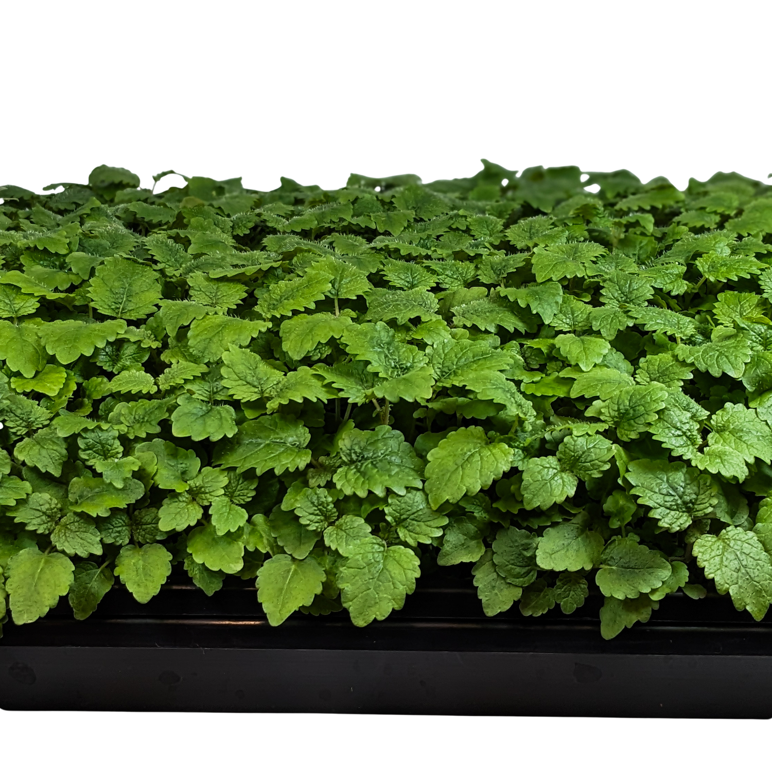 Micro Lemon Balm